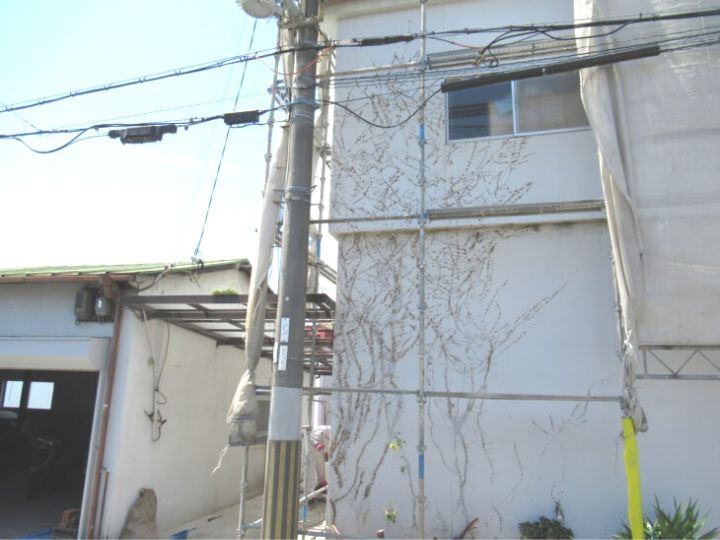 大工出張サービス　外壁の蔦（植物）の撤去　和泉市K様邸